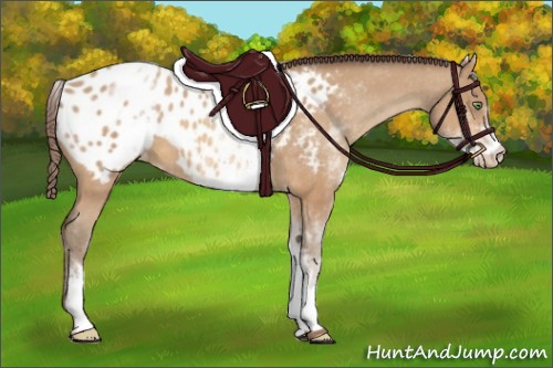 Horse Color:White Spotted Amber Champagne Appaloosa