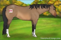 Horse Color:Bay Dun