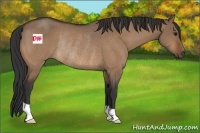 Horse Color:Bay Dun Rabicano 