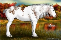Horse Color:White Spotted Bay 