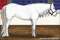 Horse Color:Liver Chestnut Near Leopard 