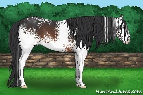Horse Color:White Spotted Brown 