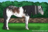 Horse Color:White Spotted Brown 