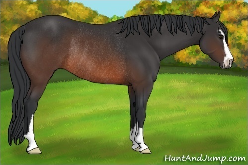 Horse Color:Brown Sabino Rabicano