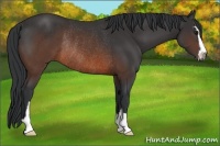 Horse Color:Brown Sabino Rabicano