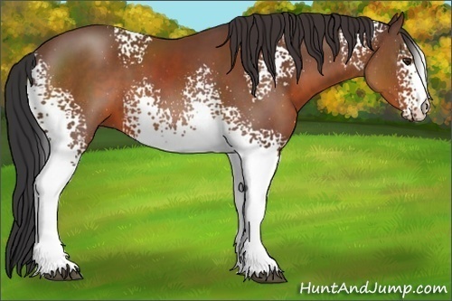 Horse Color:White Spotted Bay 