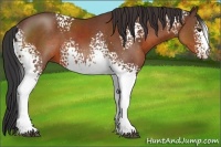Horse Color:White Spotted Bay 