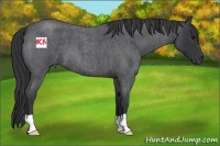 Horse Color:Blue Roan 