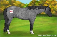 Horse Color:Blue Roan