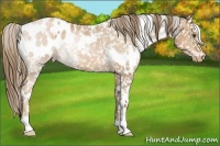 Horse Color:White Spotted Liver Chestnut Pearl Blanket 