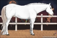Horse Color:Liver Chestnut Near Leopard