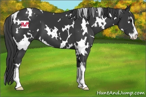 Horse Color:White Spotted Black Sabino 