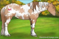 Horse Color:White Spotted Bay Pearl