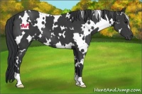 Horse Color:White Spotted Black 