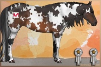 Horse Color:White Spotted Brown 