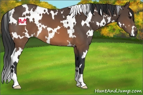 Horse Color:White Spotted Brown