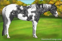Horse Color:Black Ice Tobiano Frame Appaloosa