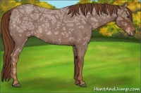 Horse Color:Red Ice Roan 