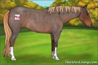 Horse Color:Liver Red Roan