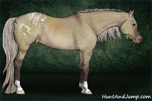 Horse Color:Silver Brown Dun Appaloosa Rabicano 
