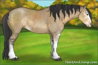 Horse Color:Buckskin Dun Sabino 