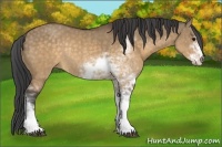 Horse Color:Buckskin Dun Sabino Rabicano Brindle