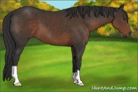 Horse Color:Liver Chestnut 