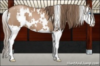 Horse Color:White Spotted Black Pearl Splash