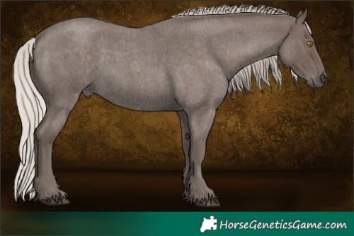 Horse Color:Silver Blue Roan Rabicano 