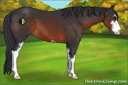 Horse Color:Brown Sabino 