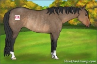 Horse Color:Brown Dun Rabicano 