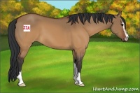 Horse Color:Brown Dun Sabino