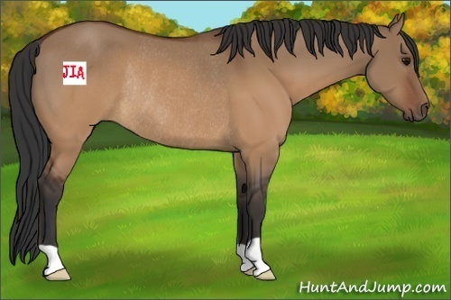 Horse Color:Brown Dun Rabicano