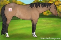 Horse Color:Brown Dun Rabicano