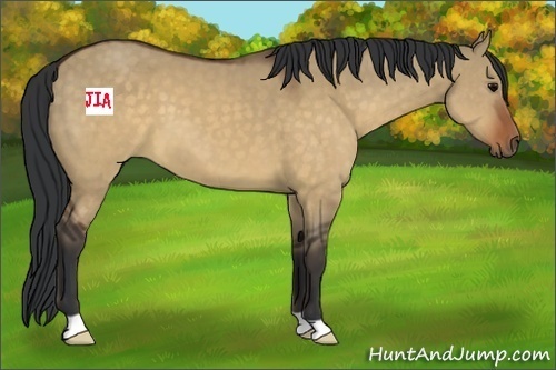 Horse Color:Brown Dun 
