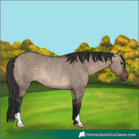 Horse Color:Brown Dun Rabicano 