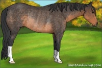 Horse Color:Buckskin Rabicano
