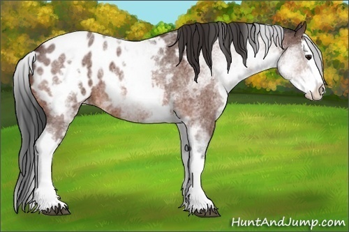 Horse Color:White Spotted Bay Roan Splash Appaloosa