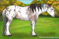 Horse Color:White Spotted Bay Roan Splash Appaloosa 