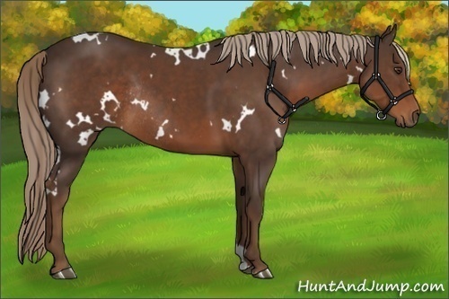 Horse Color:White Spotted Liver Chestnut Rabicano 