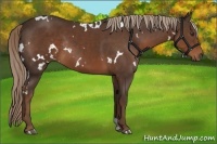 Horse Color:White Spotted Liver Chestnut Rabicano