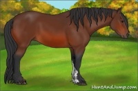 Horse Color:Bay Frame 