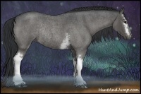 Horse Color:White Spotted Blue Roan Rabicano 