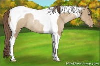 Horse Color:Grullo Pearl Tobiano Rabicano 