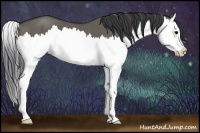 Horse Color:Grullo Splash 