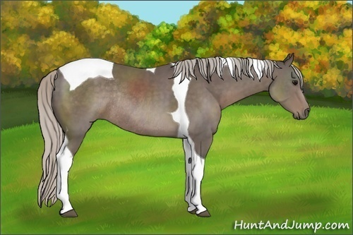 Horse Color:Silver Black Tobiano Rabicano