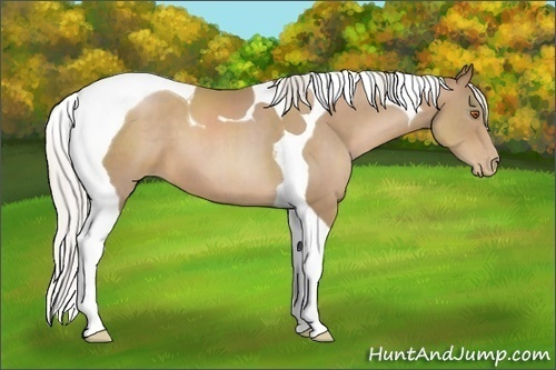Horse Color:Silver Black Pearl Sabino Tobiano 