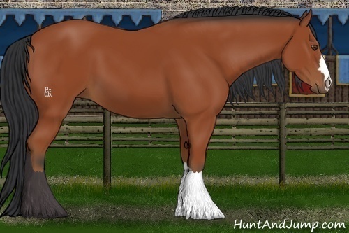 Horse Color:Bay 