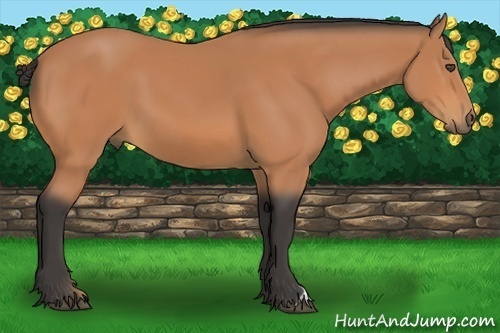 Horse Color:Buckskin 