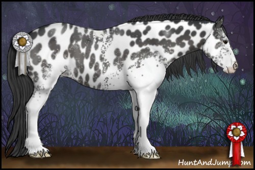 Horse Color:White Spotted Black Appaloosa 